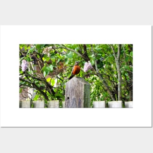 American Robin Standing On Top of a Post Posters and Art